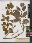 Foto von Salix caprea L.